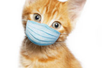 orange tabby kitten in a surgical mask