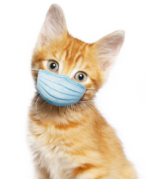 orange tabby kitten in a surgical mask