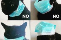 a cat illustrates how to wear, and not wear, a mask