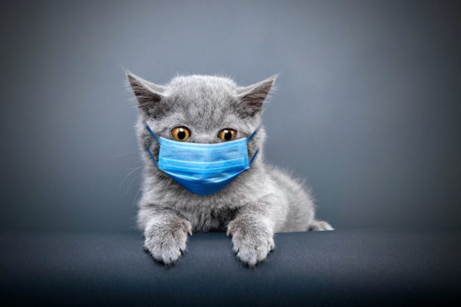 Cat wearing a surgical mask for Covid-19