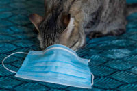 Cat investigating a surgical mask