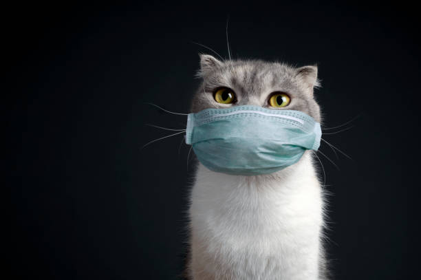 displeased cat in a surgical mask