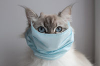 Cat in a surgical mask