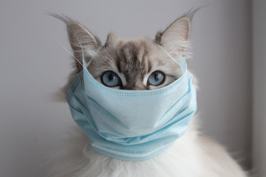 Cat in a surgical mask