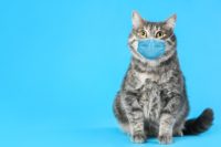 tabby cat in a surgical mask on a blue background