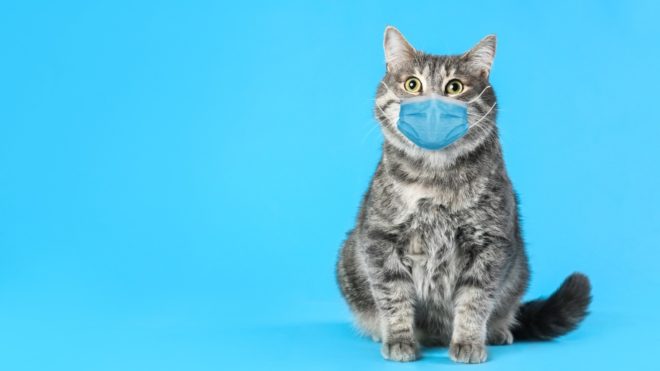 tabby cat in a surgical mask on a blue background