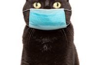 Cat in a birthday hat, and also a surgical mask