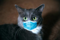 Smokey grey tuxie with covid mask