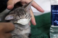 tiny kitten wearing a face mask during Covid-19