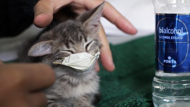 tiny kitten wearing a face mask during Covid-19