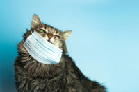 maine coon improperly wearing a surgical mask