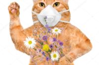 cat wearing a KN-95, holding flowers