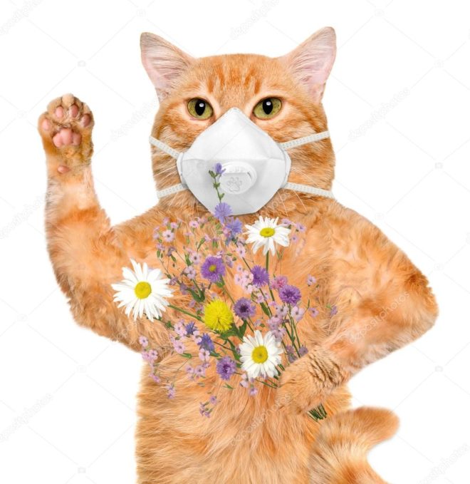 cat wearing a KN-95, holding flowers