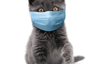 kitten in a surgical mask to prevent COVID-19 transmission