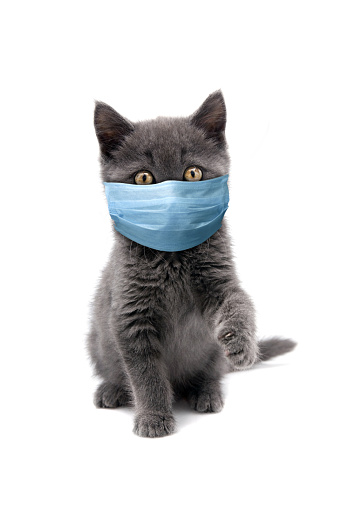 kitten in a surgical mask to prevent COVID-19 transmission